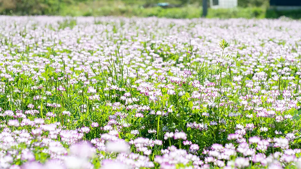 レンゲ花畑の写真